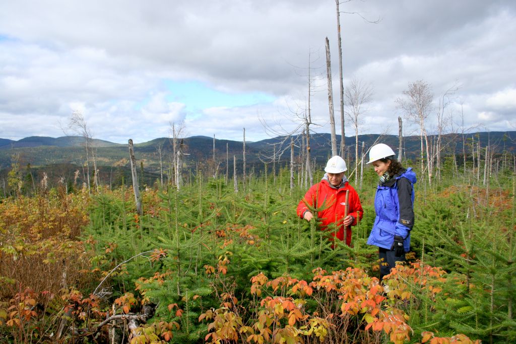 Planter un arbre est loin d'être un geste anodin. Agissant comme un puits de carbone, les arbres influent sur la qualité de l'air que nous respirons.