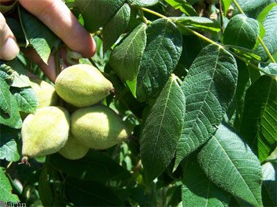 En raison de sa faible diversité génétique et de la grosseur de ses fruits qui limite sa capacité de dissémination, le noyer cendré est l'une des espèces qui pourraient souffrir d'un réchauffement climatique rapide au Québec.