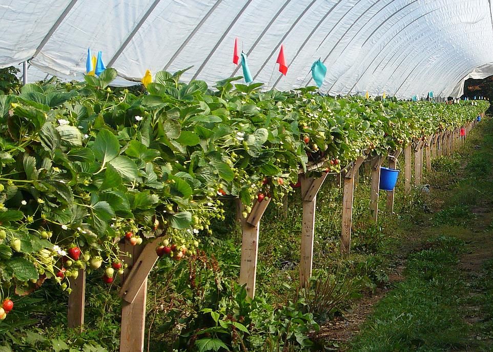 <p>En France, la moitié des fraises sont maintenant produites par culture hors sol. Encore peu répandue au Québec, cette technique horticole permettrait d'accroître la part de la fraise locale dans l'alimentation des Québécois.</p>