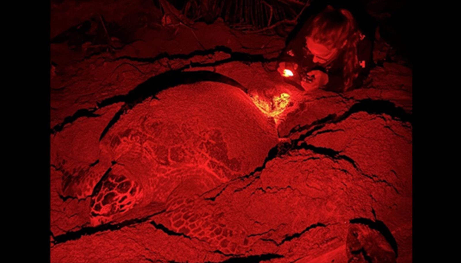 Laurianne Bazinet, la nuit, en train de compter les oeufs lors d’une ponte d’une tortue imbriquée. La photo est rouge puisque les chercheurs n’utilisent que des lampes à lumière rouge pour diminuer les risques de perturbation des tortues marines.