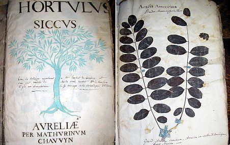 Le plus vieux spécimen d'herbier du robinier pseudo-acacia en France. Source: Chauvin, Mathurin, Hortus siccus, Orléans, 1655. Muséum national d'histoire naturelle, Paris.