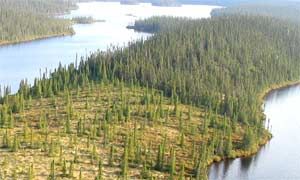 Au nord du 51e parallèle, plus de la moitié des forêts denses d'épinettes noires (arrière-plan) sont remplacées, après feu ou coupe forestière, par des milieux ouverts (avant-plan), les pessières à lichens.