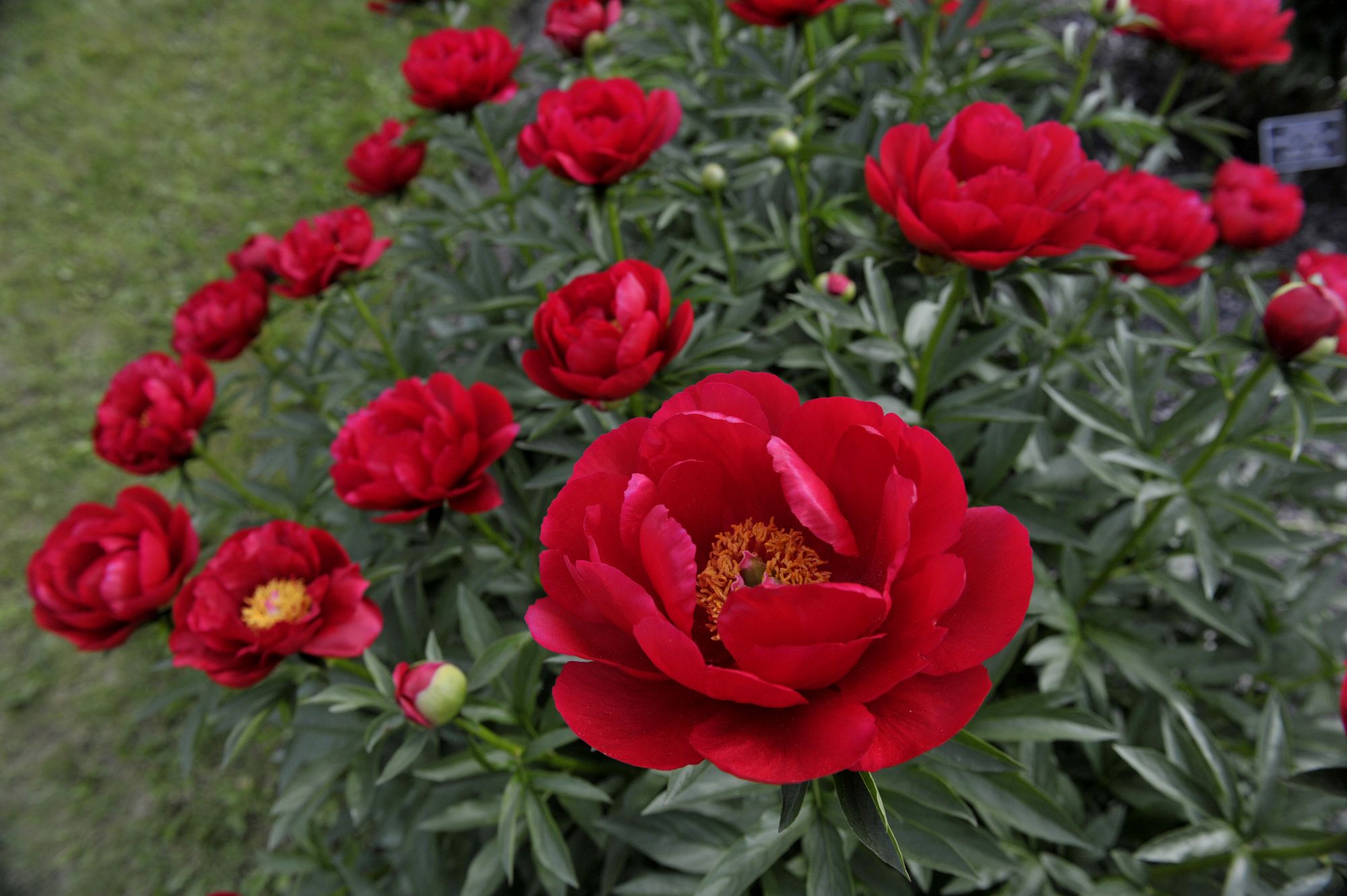 pivoine2-credit-Louise_Leblanc