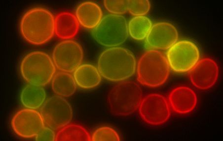 Les microorganismes comme les levures sont des rouages essentiels des écosystèmes et ils constituent le plus grand réservoir de la biodiversité naturelle.