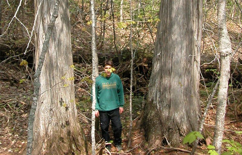 L'abondance du thuya a connu un déclin prononcé au cours des 150 dernières années dans les forêts du Bas-Saint-Laurent. Ces deux spécimens ont été découverts dans un petit îlot de forêt vierge de cette région.