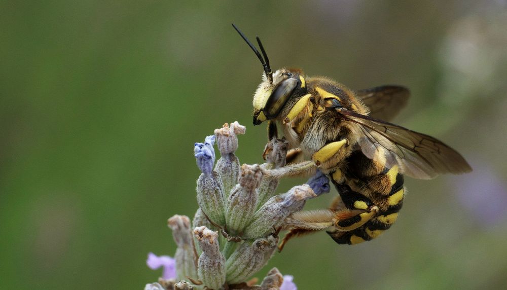 <p>L'abeille cotonnière, Anthidium manicatum, fait partie des abeilles sauvages qui vivent au Québec.</p>