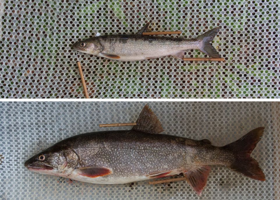 <p>À l'âge adulte, les touladis appartenant à l'écotype planctivore sont nettement plus petits que ceux de l'écotype piscivore.</p>
