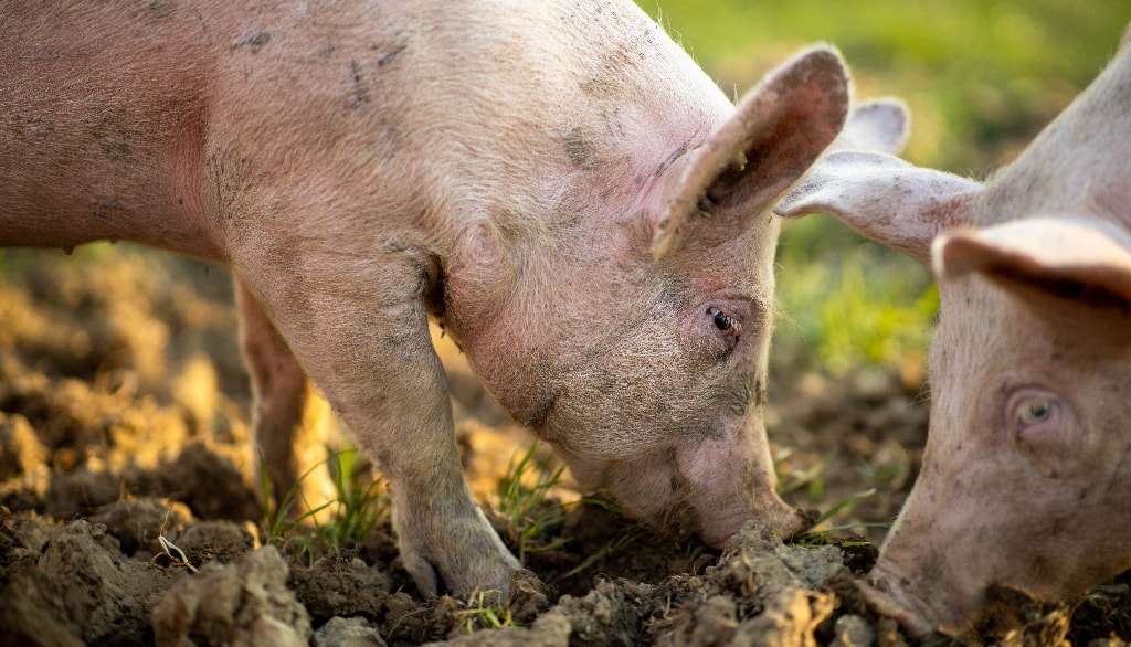 Les porcs sont des animaux sociaux qui vivent en groupe. Ils ont besoin d’espace, puisqu'une réduction de la surface allouée augmente les interactions agressives et les lésions cutanées. Leur offrir un environnement plus naturel contribue au bien-être animal et à une production durable.