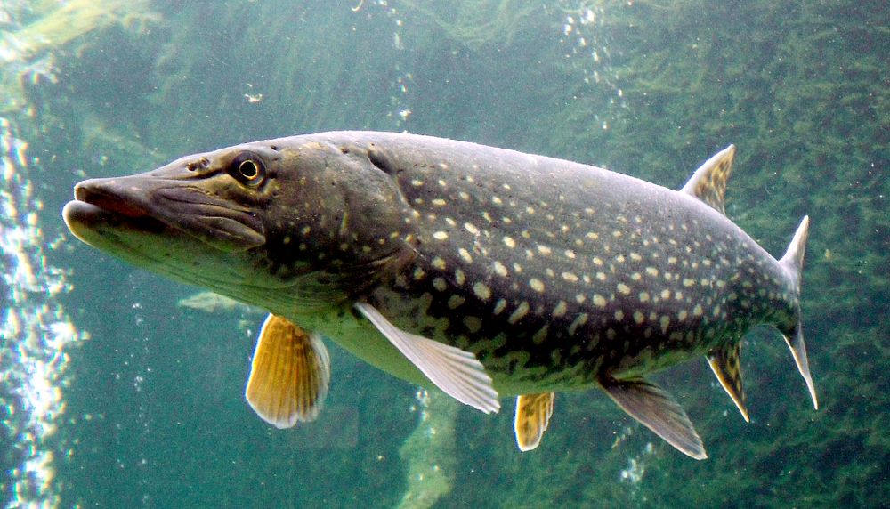 <p>Le grand brochet est l'un des poissons prédateurs du bassin hydrographique de la rivière Rupert dont la présence a été décelée par les analyses reposant sur l'ADN environnemental.</p>