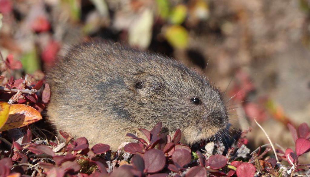 Les lemmings occupent une place centrale dans la chaîne alimentaire terrestre de l'Arctique. Ils constituent l'une des principales proies des renards arctiques, hermines, harfangs des neiges et autres oiseaux de proie vivant à ces latitudes.
