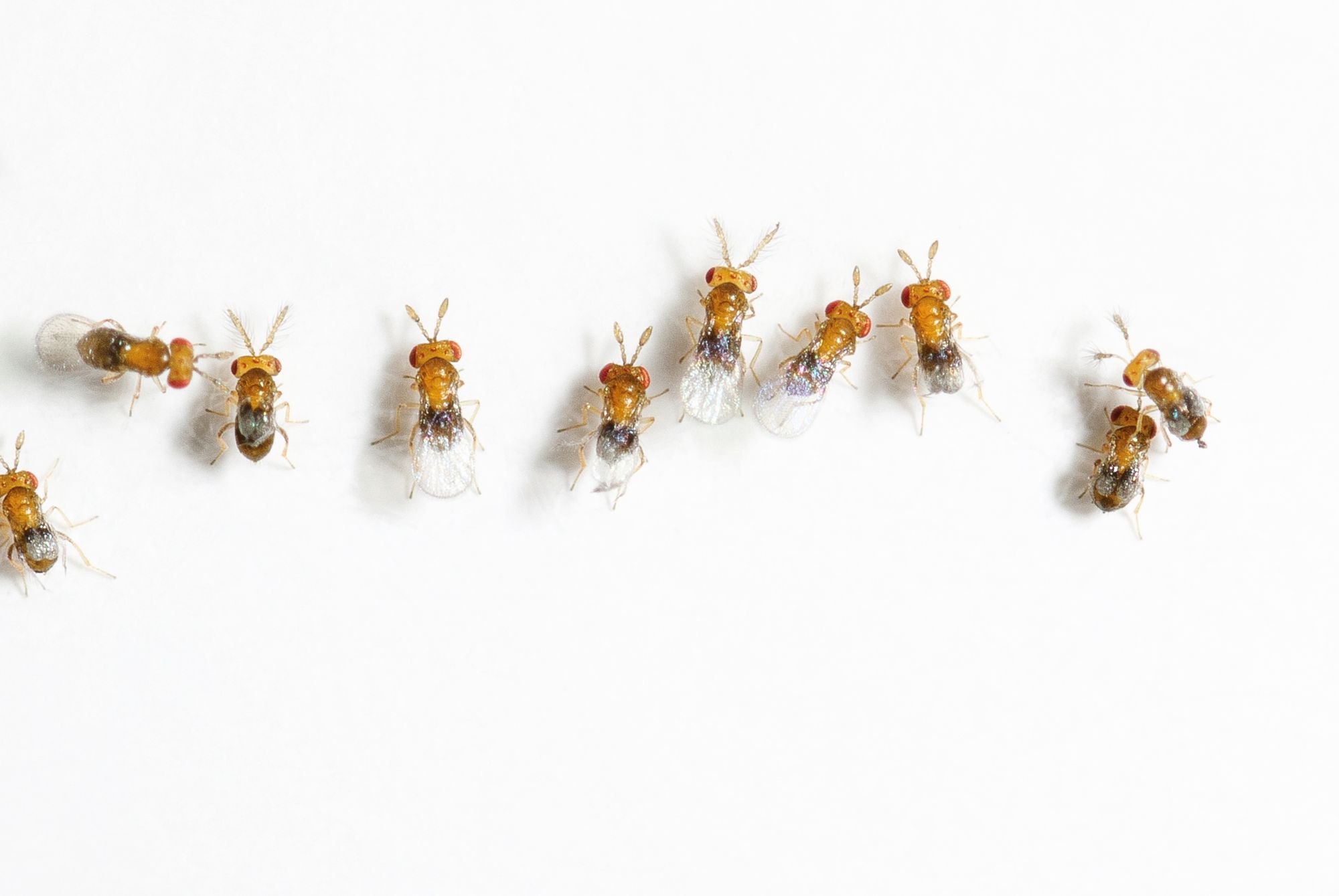 4-Trichogramma-ostriniae-credit-Anatis-Bioprotection