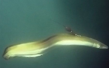 <p>Grâce à des émetteurs satellites, les chercheurs ont recueilli de nouvelles informations sur le trajet emprunté par l'anguille d'Amérique lors de sa migration reproductrice.</p>