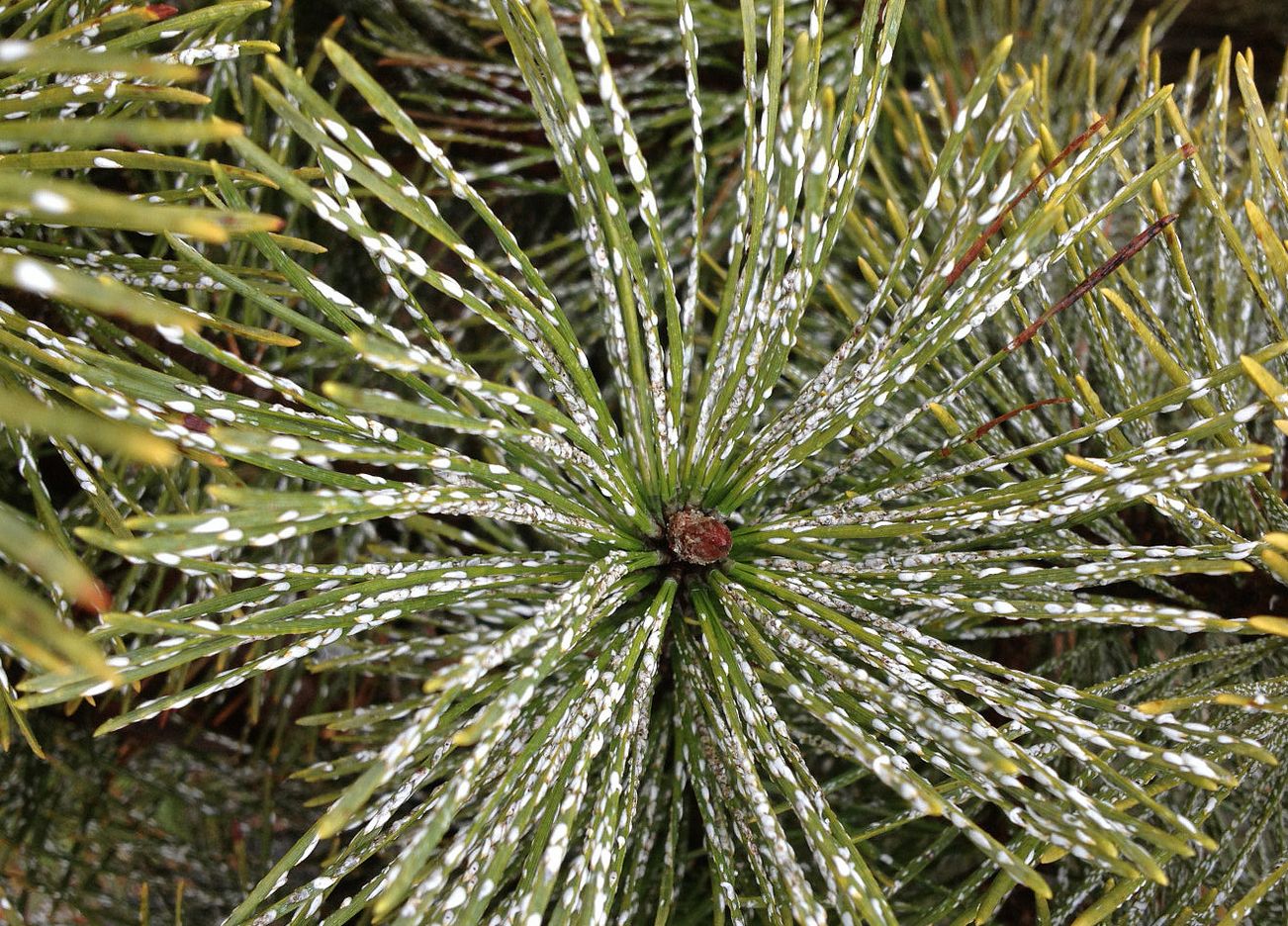 cochenille2-cr_Scot-Nelson