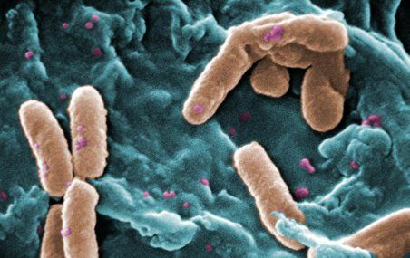 Pseudomonas aeruginosa vue au microscope électronique à balayage. Certaines souches de cette bactérie endommagent gravement les poumons des personnes souffrant de fibrose kystique.