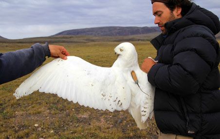 Le biologiste Jean-François Therrien vérifie l’émetteur fixé par un harnais invisible au dos de cette femelle harfang des neiges.