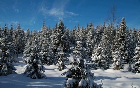 <p>Les règles utilisées pour produire les épinettes blanches destinées au reboisement des forêts assureraient la conservation de la diversité génétique de l'espèce.</p>