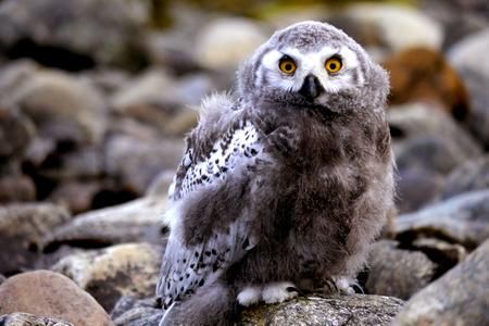 <p>La survie des petits harfangs est meilleure les années où l'abondance estivale des rongeurs est élevée dans l'Arctique. Ils seraient donc plus nombreux à migrer vers le Sud l'hiver suivant.</p>
