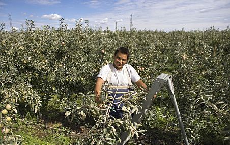 Parmi les aspects positifs nommés par les répondants figure l'acquisition de connaissances sur les techniques de plantation, de fertilisation, d'irrigation, de récolte et d'emballage.