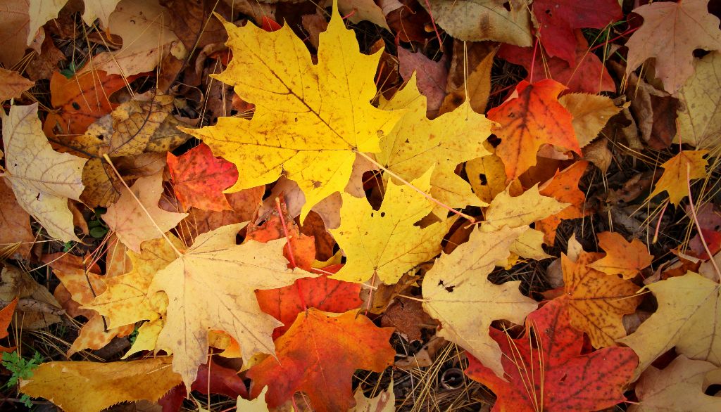 <p>Les extraits de feuilles d’érable à sucre récoltées au sol à l’automne se sont révélés efficaces pour inhiber la croissance de deux bactéries pathogènes qui causent des dommages importants aux producteurs de laitue.</p>