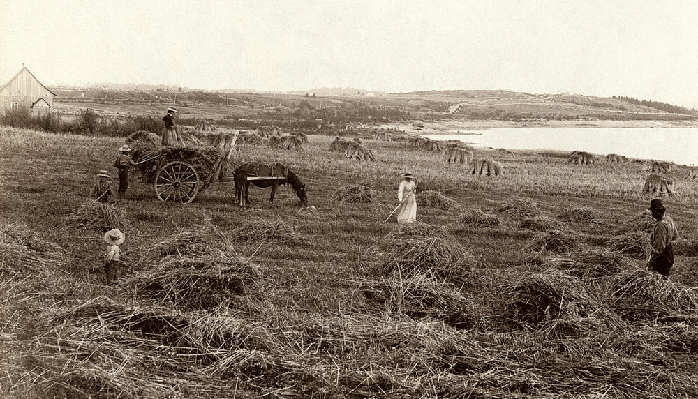 Le temps des foins sur une ferme de l'île d'Alma, près de la grande décharge, vers 1898. Longtemps, les travaux des champs et la pêche en mer ont concurrencé l’école, causant de l'absentéisme. 