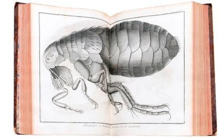 Illustration d'une puce vue au microscope, dans la première édition du Dictionnaire raisonné des sciences, des arts et des métiers.