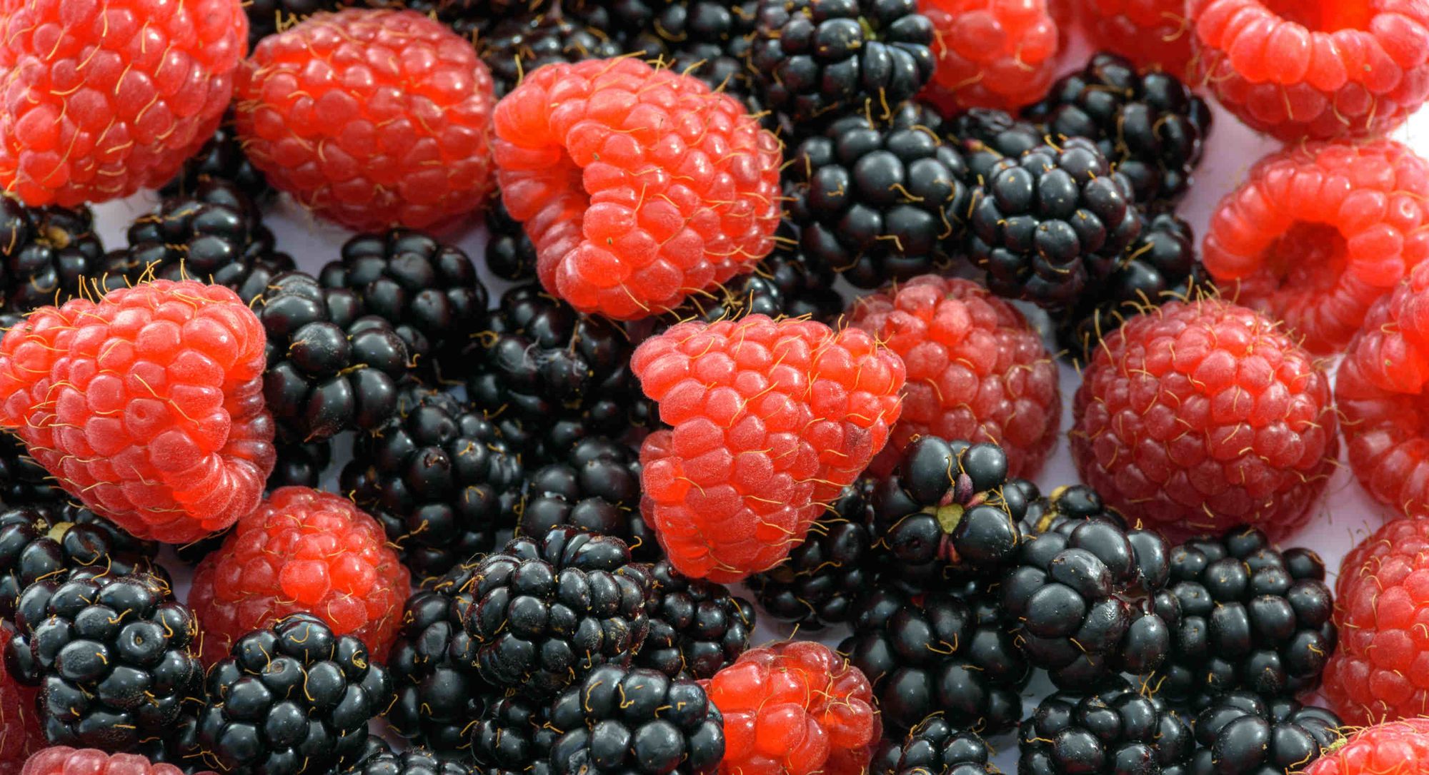 Framboises et mûres.