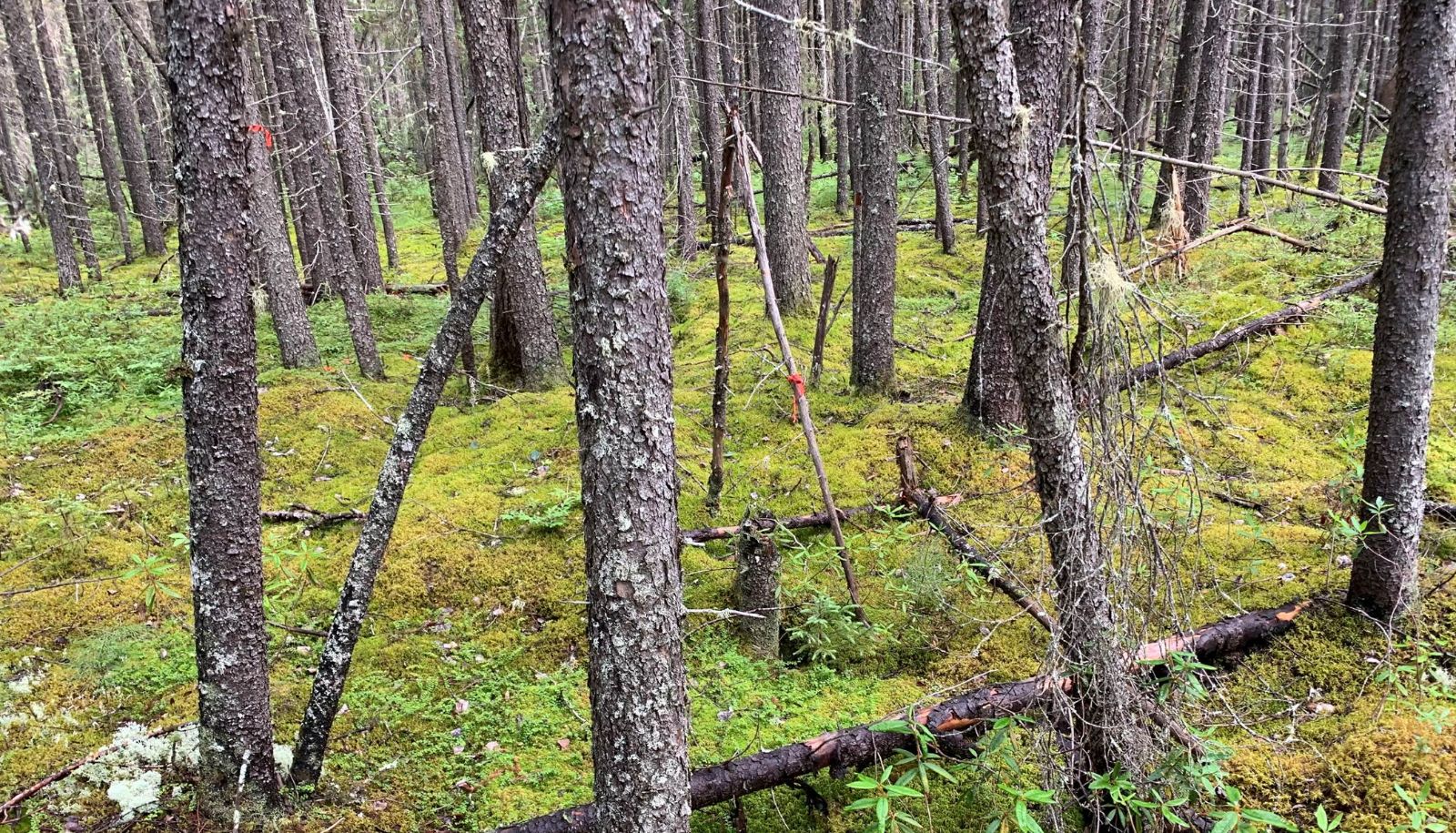 <p>Les mousses sont omniprésentes dans les tourbières et dans les forêts boréales du Québec. Elle forment parfois des tapis denses qui recouvrent entièrement le sol.</p>