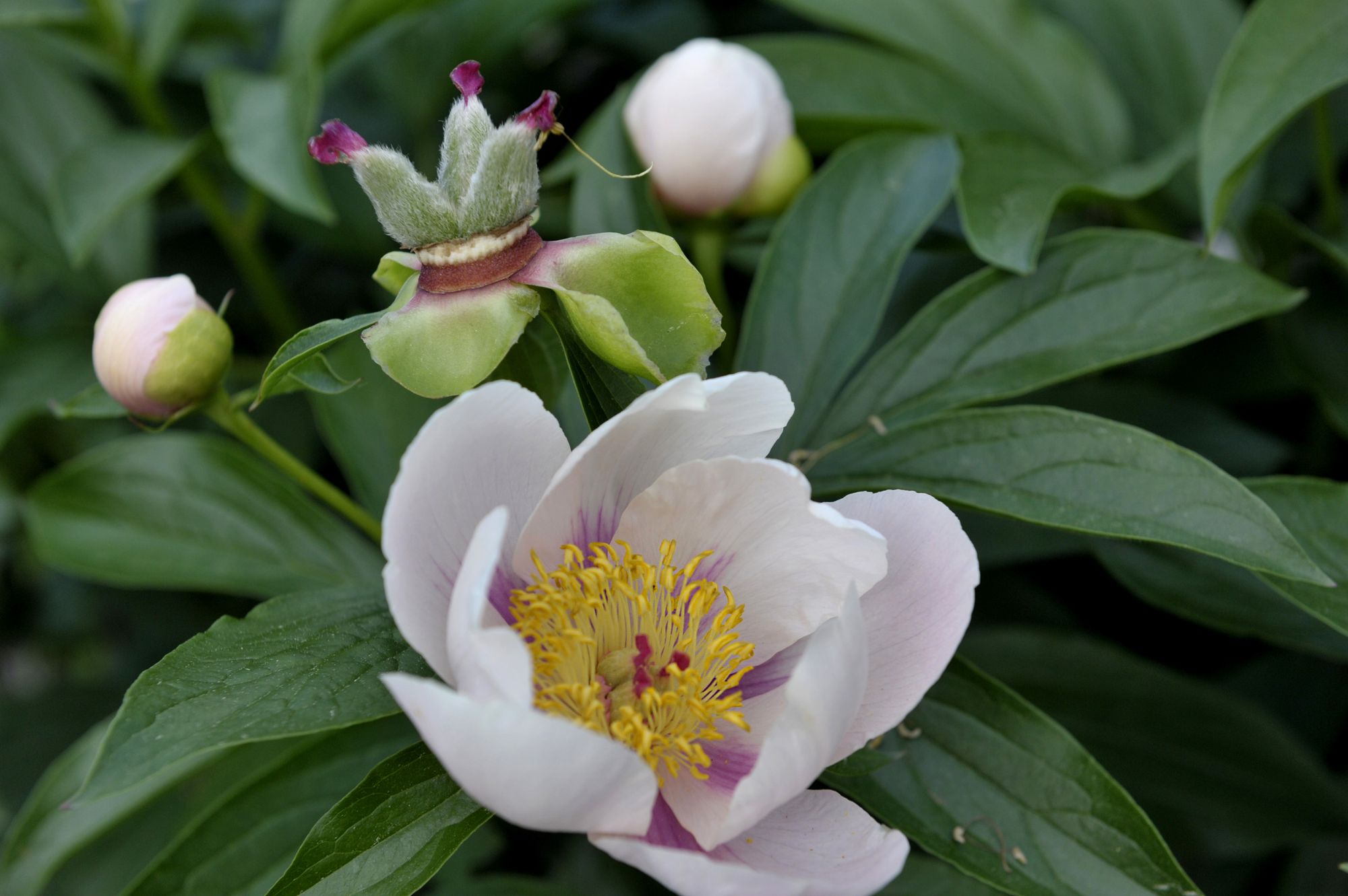 pivoine1-credit-Louise_Leblanc