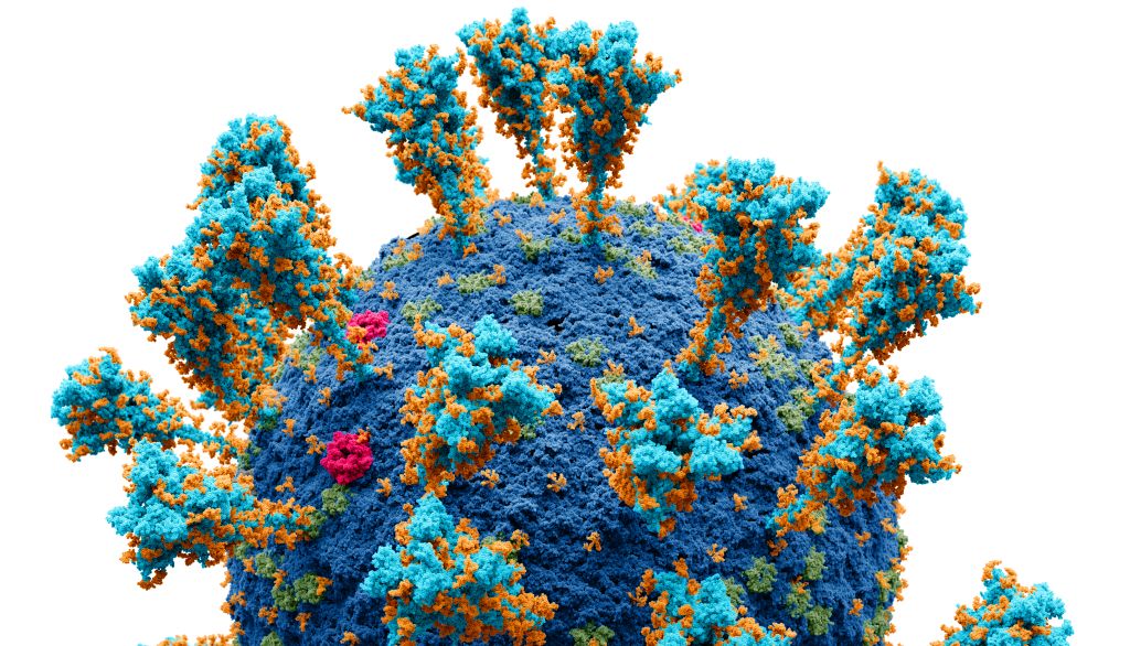 Le virus de la COVID-19 utilise la protéine S (en turquoise) qui se trouve à sa surface pour se fixer aux cellules humaines et amorcer le processus d'infection.