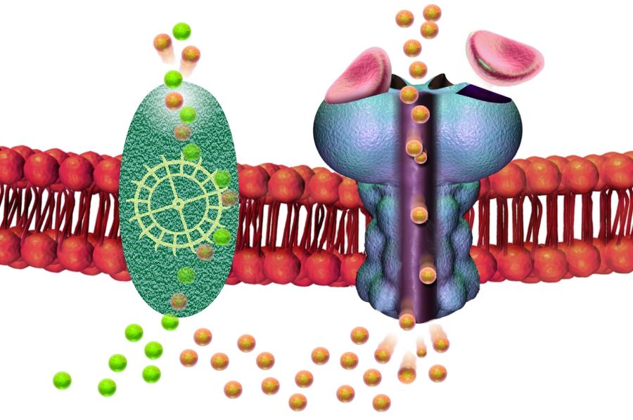 Le récepteur GABA de type A (en bleu) laisse entrer les ions chlorures négatifs (en jaune) dans les cellules nerveuses, ce qui inhibe la transmission de l'influx nerveux. Les benzodiazépines, comme le Valium et l'Ativan, calment le système nerveux en augmentant l’action du neurotransmetteur GABA sur ce récepteur. Toutefois, pour que l’inhibition fonctionne bien, il faut que les ions chlorures soient constamment expulsés de la cellule. Le transporteur KCC2 (en vert) s'en occupe en pompant un ion chlorure négatif en même temps qu’un ion potassium positif (en vert), ce qui rend le processus neutre sur le plan électrique.
