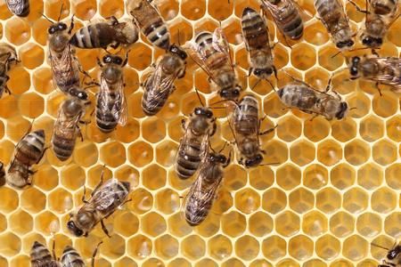 <p>En 2014, le Québec comptait 309 apiculteurs qui veillaient sur quelque 50 000 colonies. Environ 90% de ces colonies ont été louées pour la pollinisation.</p>