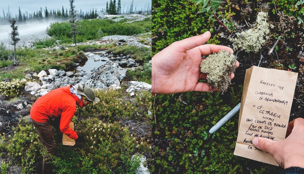 <p>À gauche: Lors de l’école d’été, une récolte durable et responsable d’échantillons de végétaux a été réalisée dans une grande diversité d’écosystèmes, en amont du travail en laboratoire. À droite: Le Nord regorge d’une diversité étonnante de lichens. Plus de 20 espèces ont été récoltées et analysées.</p>