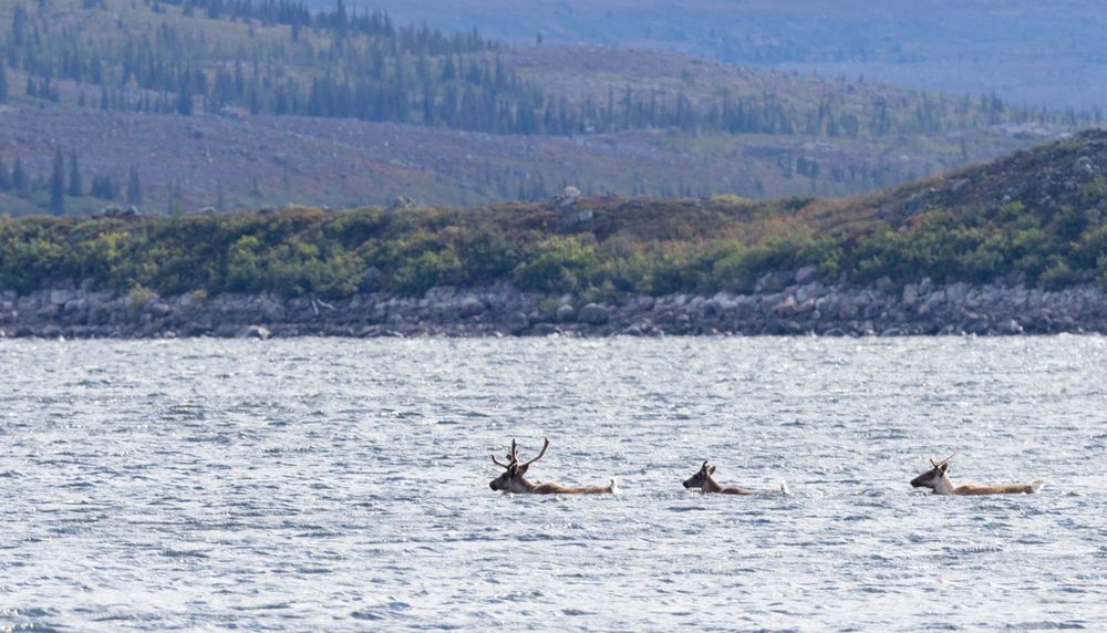 Le Mushuau-nipi est situé sur la route migratoire du troupeau de caribous de la rivière George.