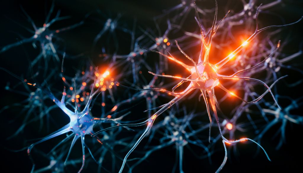 Lorsqu'il y a diminution de la molécule KCC2 dans la membrane cellulaire des neurones, leur équilibre ionique est perturbé et ils deviennent hyperactifs, comme le suggère cette illustration. Cette hyperactivité peut conduire à la mort des neurones.