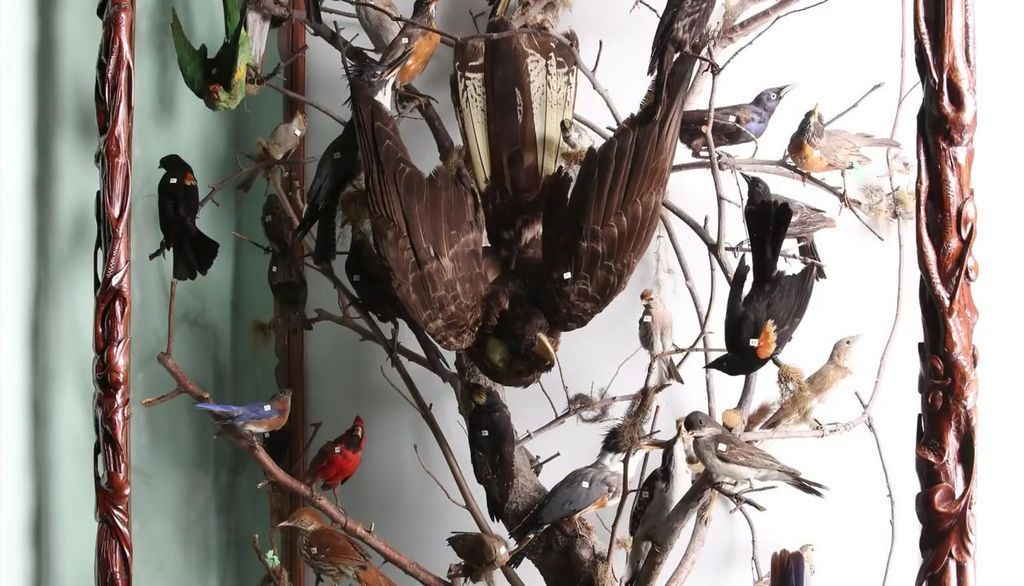 <p>La collection d’oiseaux naturalisés comprend plus de 6500 individus.</p>
