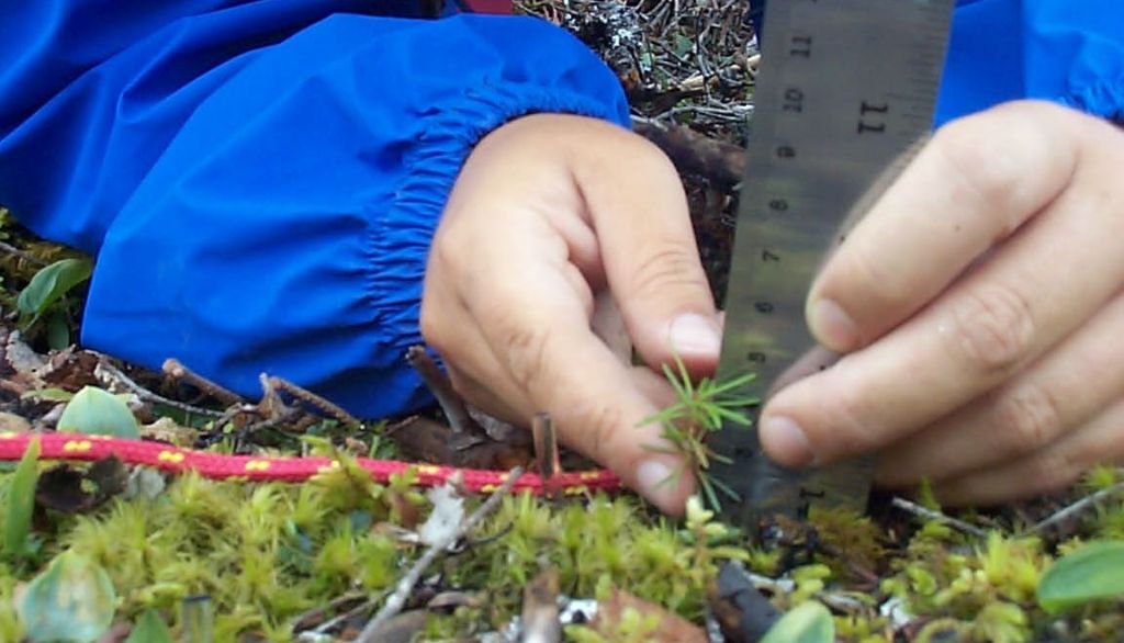 <p>L'équipe de la Chaire a, entre autres, inventorié les semis de sapin.</p>