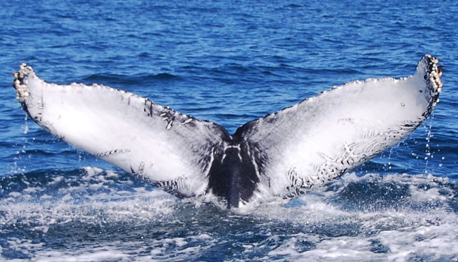 <p>Les cicatrices laissées par des attaques d'orques sont visibles sur la bordure de la nageoire caudale de ce rorqual à bosse. De plus, les deux extrémités de sa nageoire sont couvertes par de petits crustacés appelés balanes.</p>