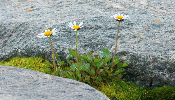 Le chrysanthème polaire, l'une des espèces qui figurent dans le tome 4 de la Flore nordique du Québec et du Labrador.