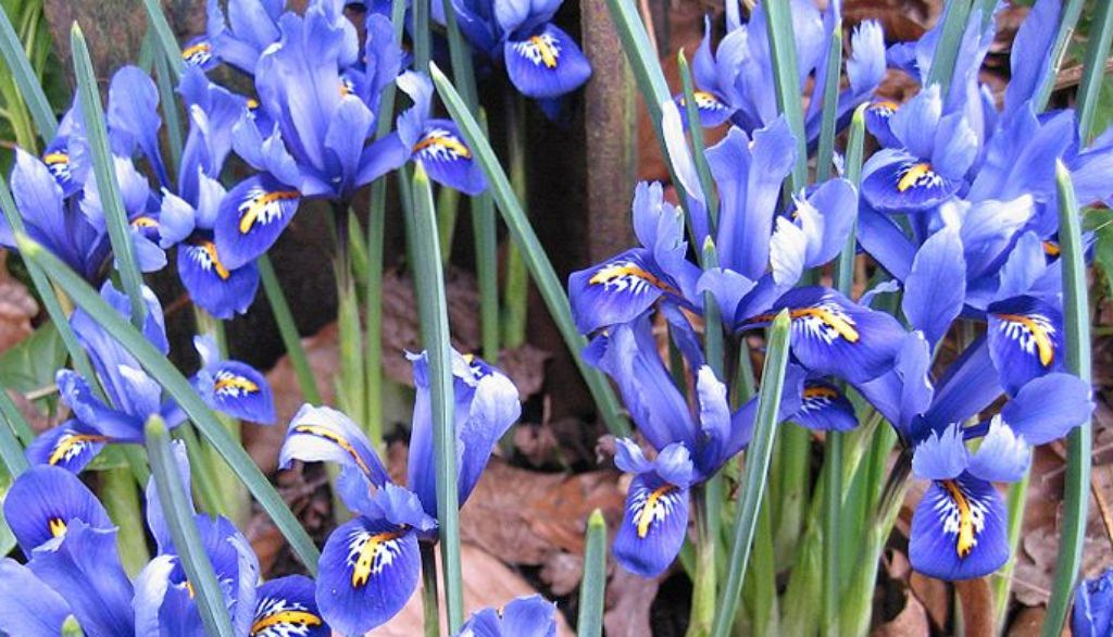 La période de floraison de l’iris reticulata se situe au début du mois de mai.