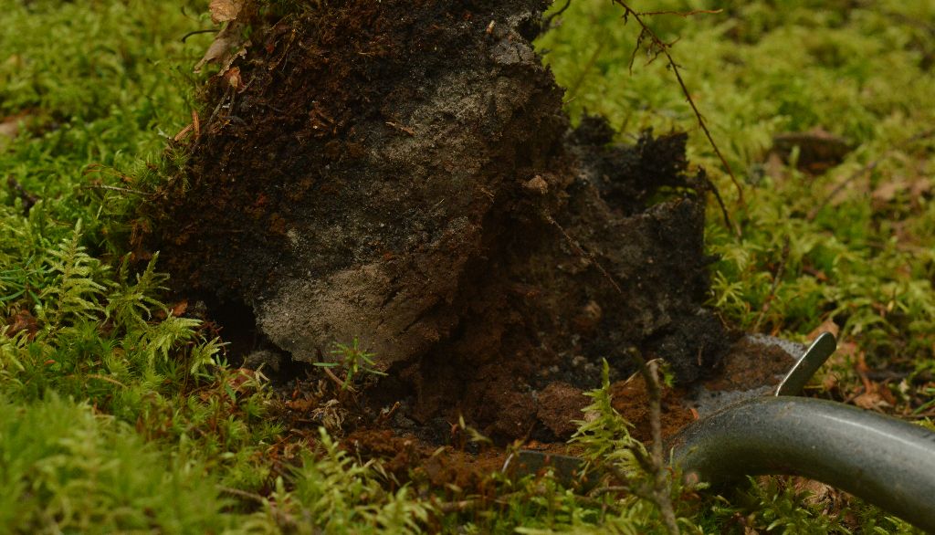 <p>Des milliers d'espèces de bactéries et de champignons microscopiques vivent dans les sols forestiers. Elles jouent un rôle important dans la décomposition de la matière organique, dans la productivité des peuplements et dans la séquestration du carbone.</p>