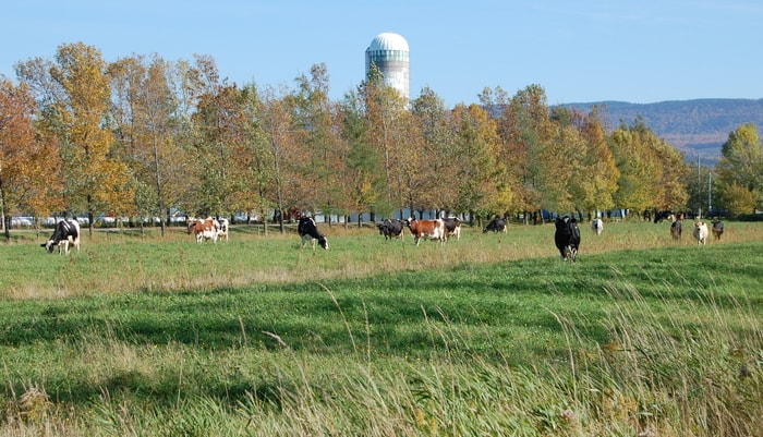 <p>L'intégration d'arbres change le visage des milieux agricoles.</p>