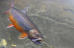 <p>Au Québec, plus de la moitié des truites mouchetées produites en pisciculture servent à ensemencer les plans d'eau fréquentés par les pêcheurs sportifs.</p>