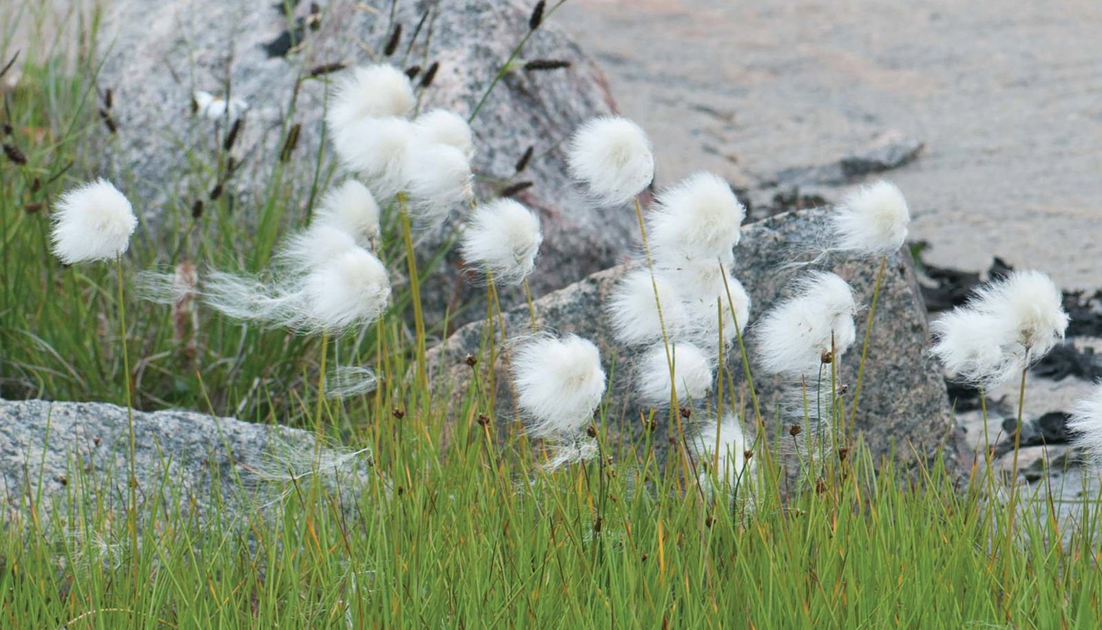 <p>La linaigrette de Scheuchzer, photographiée ici à Kuujjuarapik, fait partie des cypéracées, la famille de plantes vasculaires la plus commune sur le territoire couvert par la <i>Flore nordique du Québec et du Labrador</i>. Le cinquième tome de cette flore est entièrement consacré à cette famille. </p>