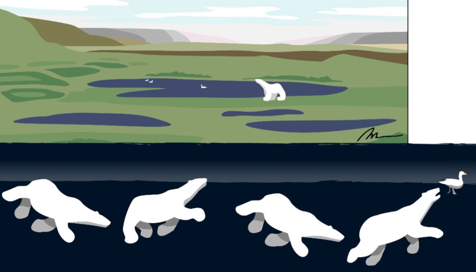 <p>Cette image illustre la technique de chasse en plongée employée par l'ours blanc pour capturer des oies en mue.</p>