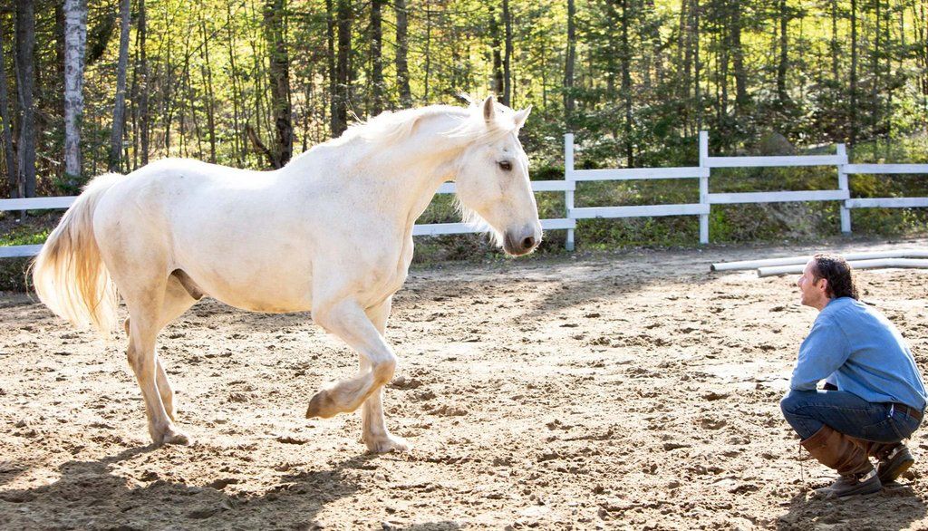 Projet de recherche doctorale de Benoît Payette: Jacob Martin-Malus, équicoach, en compagnie de Lancelot, un standardbred percheron blanc. Le cheval avance vers l’humain, ce qui indique que la gestuelle est bonne, que le corps humain envoie les bons signaux.