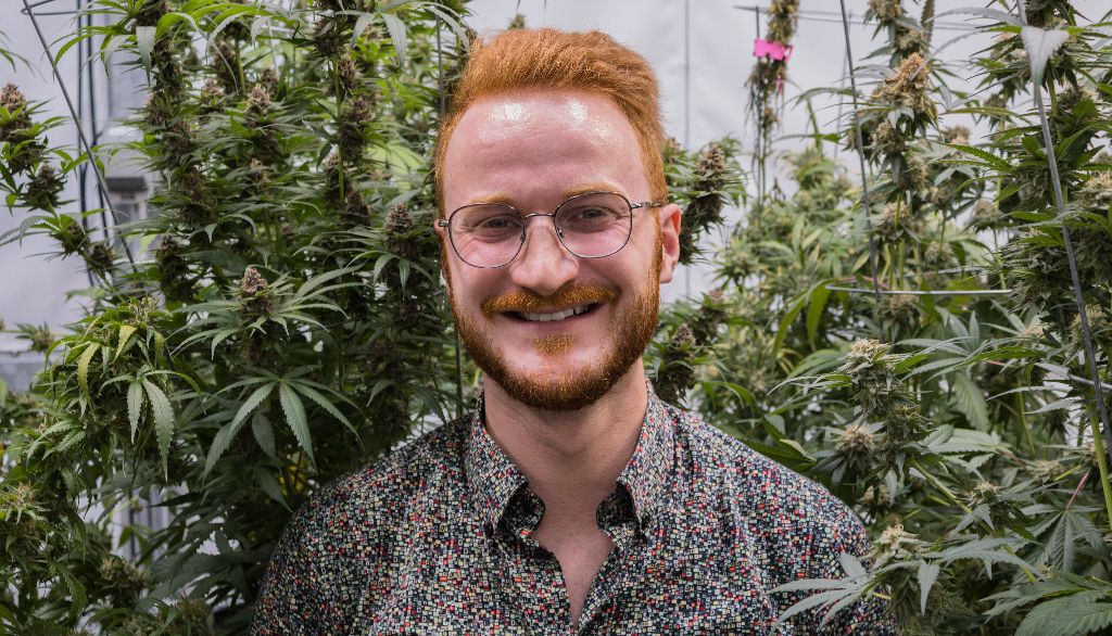 <p>Dans le cadre de son doctorat, Adrian Monthony cherche à comprendre les facteurs qui influencent le sexe des fleurs dans la plante du cannabis.</p>