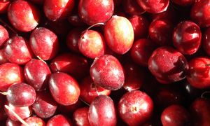 <p>Des molécules extraites de la canneberge pourraient un jour se trouver dans des produits courants d'hygiène buccale.</p>