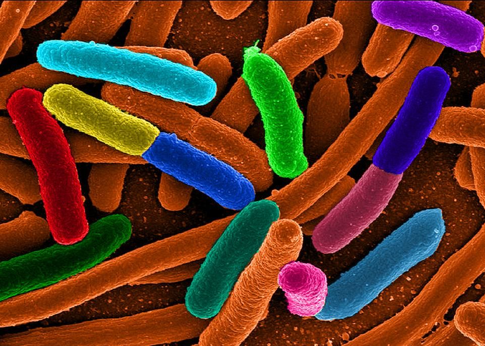Les microARN du lait qui résistent à la digestion peuvent interagir avec le microbiote intestinal ou être assimilés par l'organisme, ce qui n'est pas forcément négatif. Chez les souris, par exemple, ils peuvent atténuer les symptômes de l'arthrite.