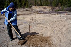 Sandrine Hogue-Hugron au travail dans un site expérimental de Charlevoix.
