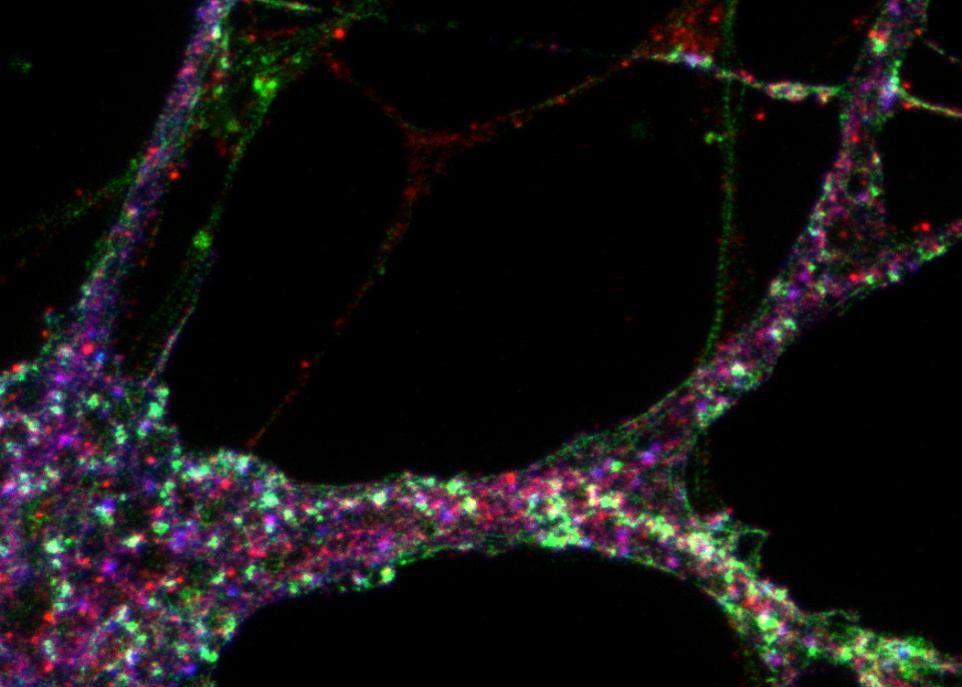 Cette image, prise à l'aide d'un appareil de microscopie optique à super-résolution, montre le détail d'un neurone. Les points verts correspondent à l'actine, une protéine du cytosquelette, les points rouges à la CaMKII, une protéine importante pour l'apprentissage et la mémoire, et les points bleus à la PSD95, une protéine synaptique présente dans les épines dendritiques.